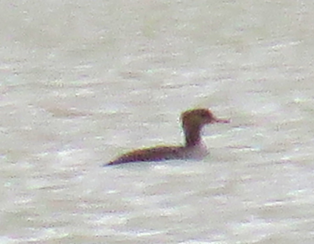 Common Merganser - ML642867644
