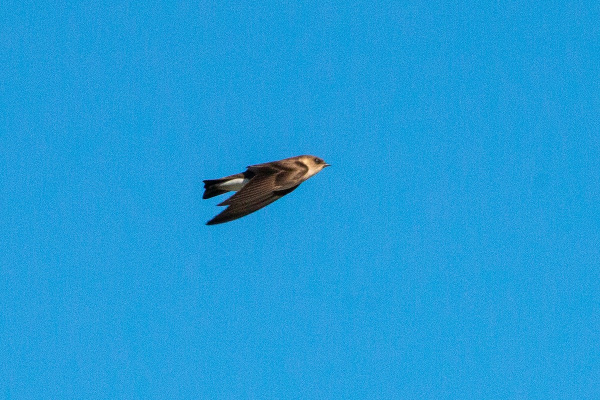 Northern Rough-winged Swallow - ML642867647
