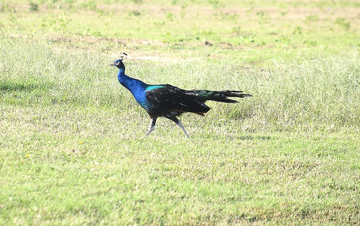 Indian Peafowl (Domestic type) - ML642867653