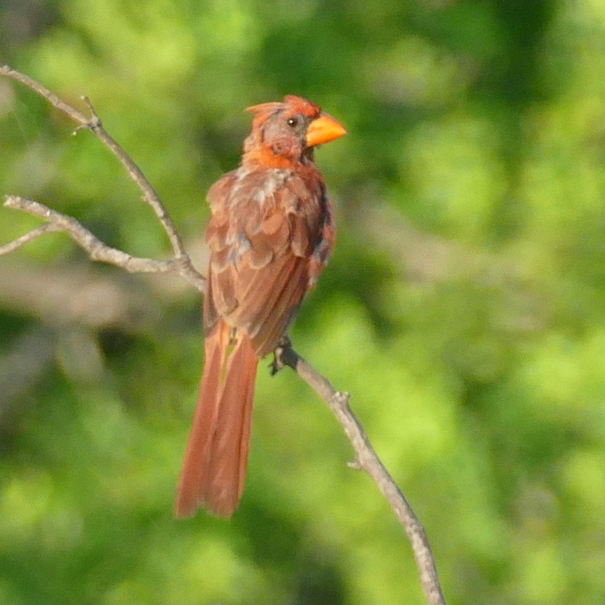Northern Cardinal - ML642867657