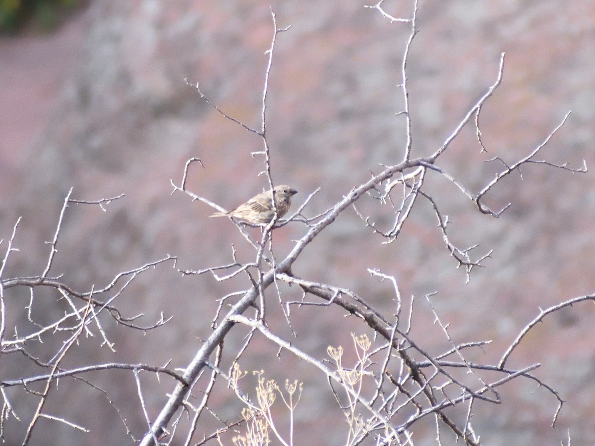 House Finch - ML642867659