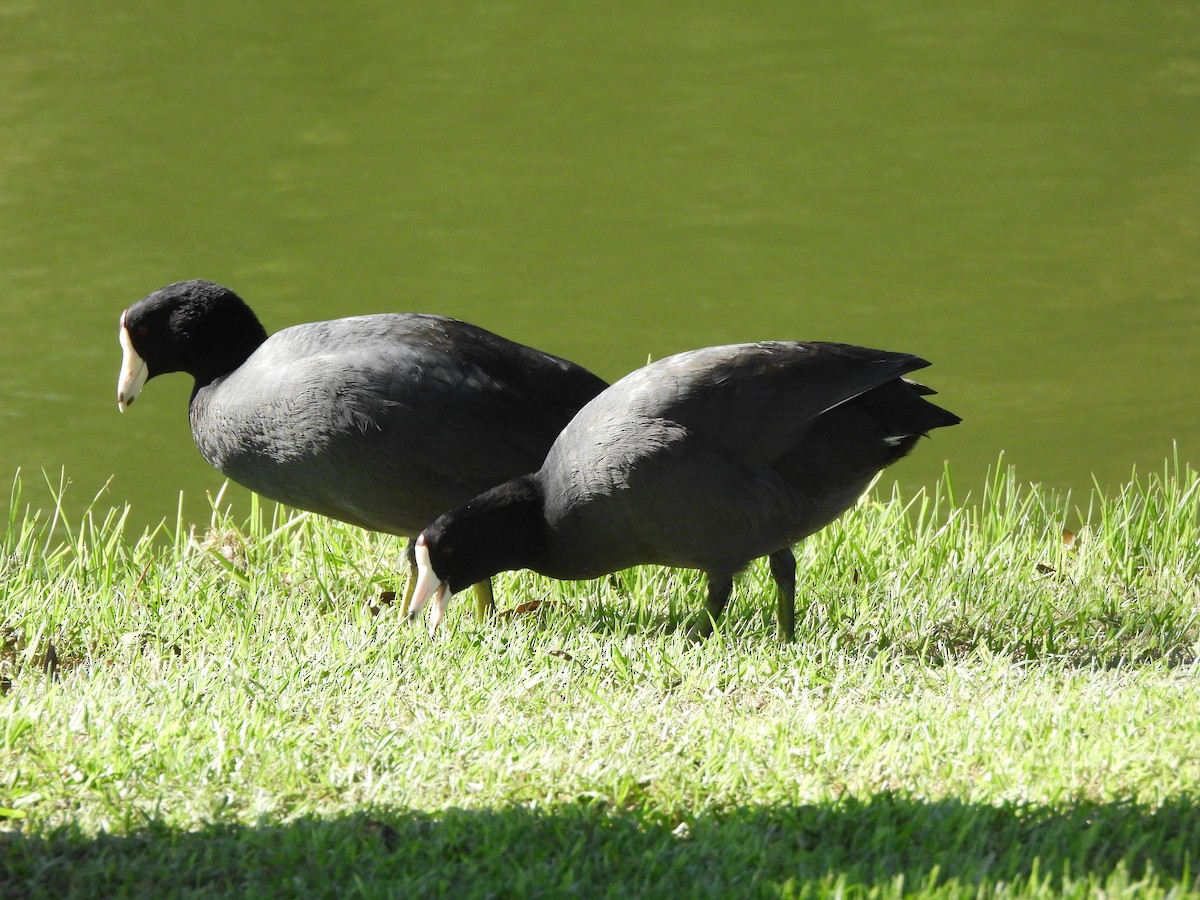 American Coot - ML642867667