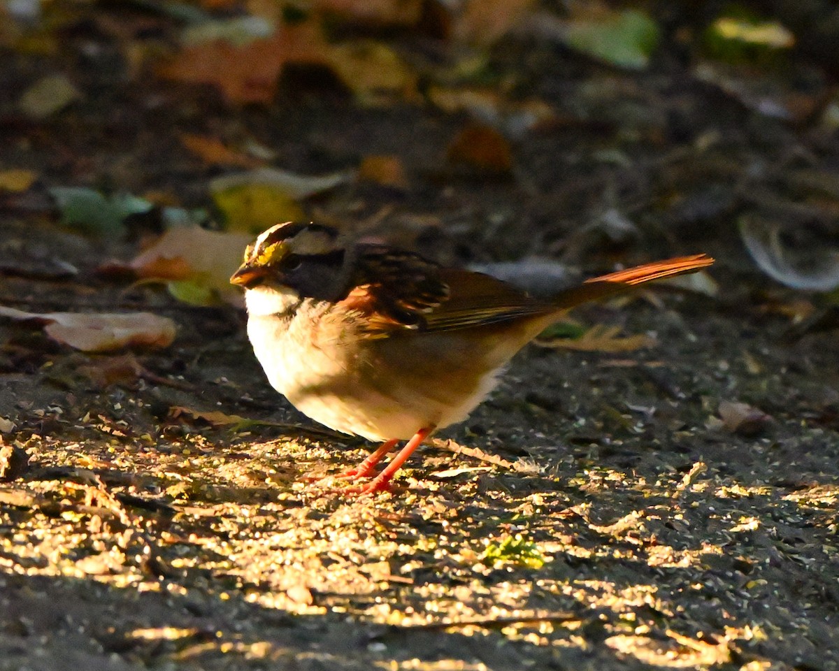 White-throated Sparrow - ML642867668