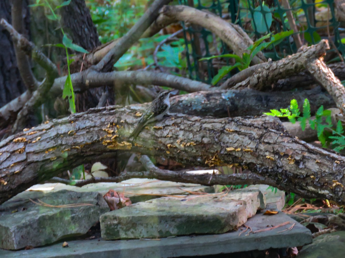 Brown Creeper - ML642867669