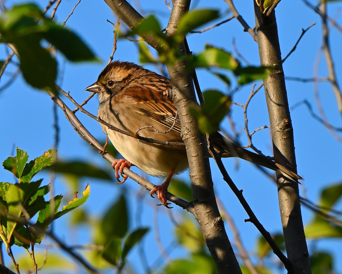 Swamp Sparrow - ML642867678