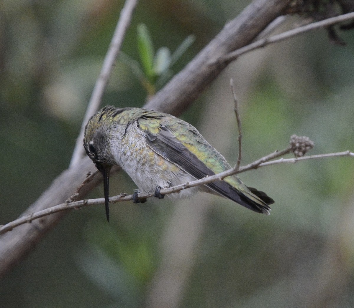 Anna's Hummingbird - ML642867687