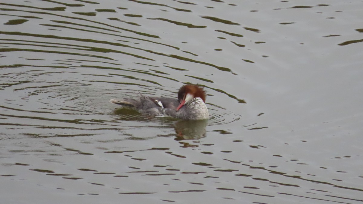 Common Merganser - ML642867715