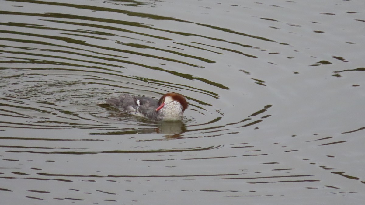 Common Merganser - ML642867716