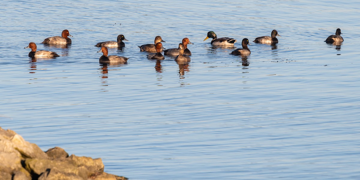 Lesser Scaup - ML642867722