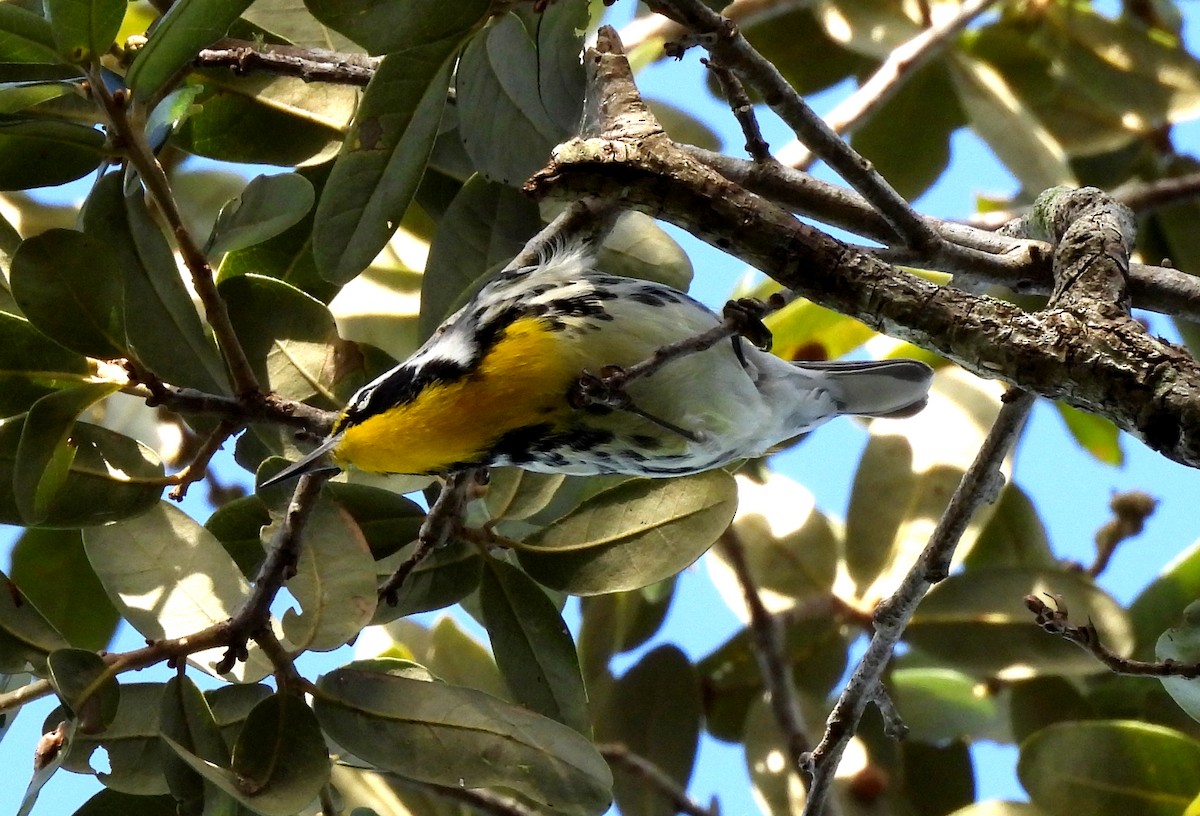 Yellow-throated Warbler - ML642867727
