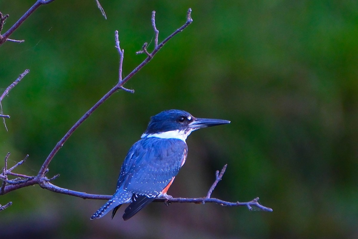 Belted Kingfisher - ML642867729