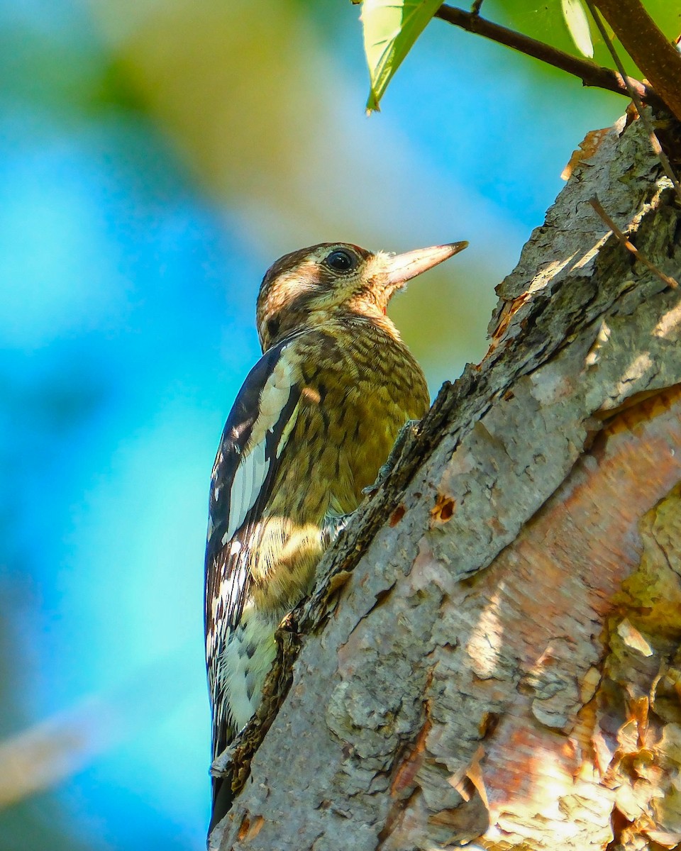 Yellow-bellied Sapsucker - ML642867741