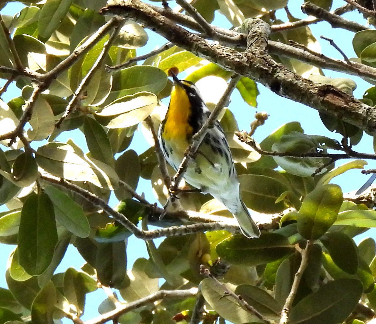 Yellow-throated Warbler - ML642867742