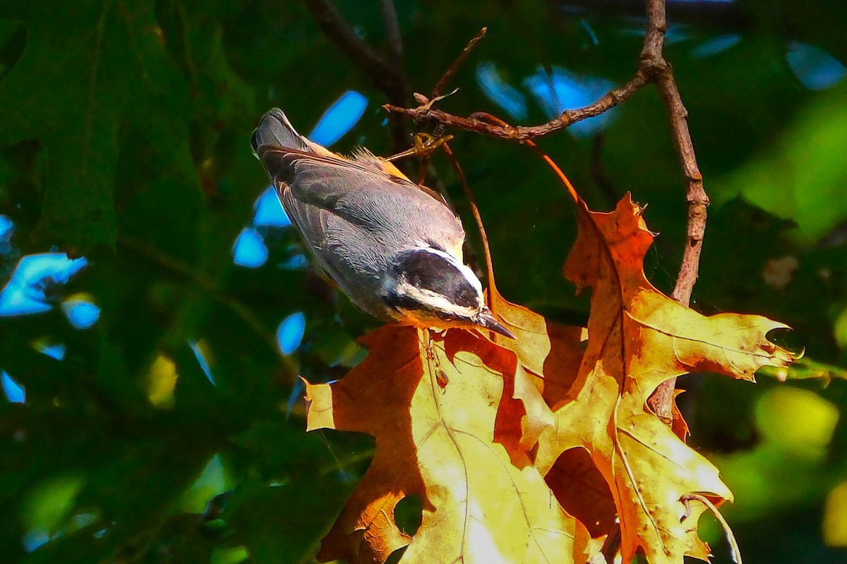 Red-breasted Nuthatch - ML642867753