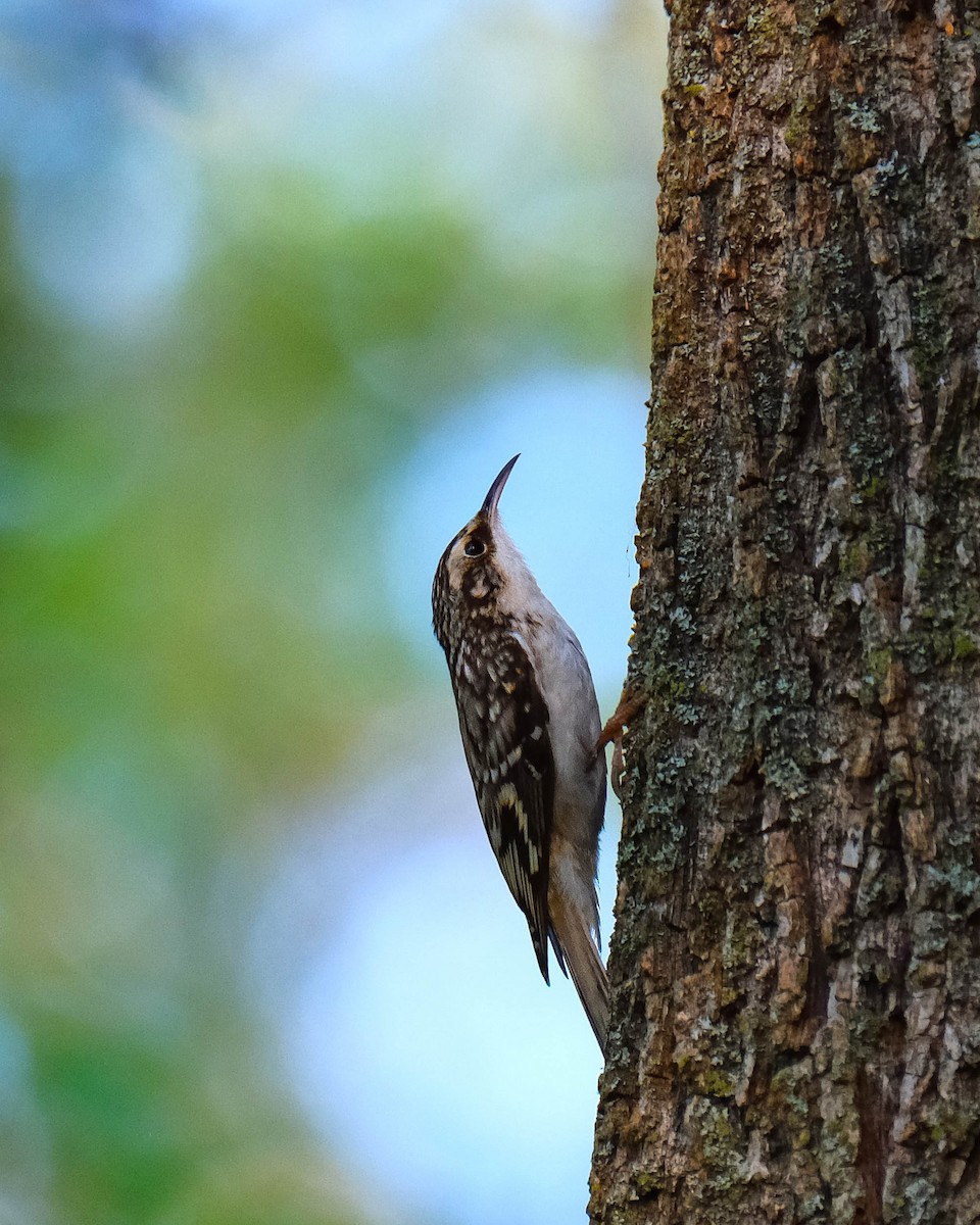 Brown Creeper - ML642867757