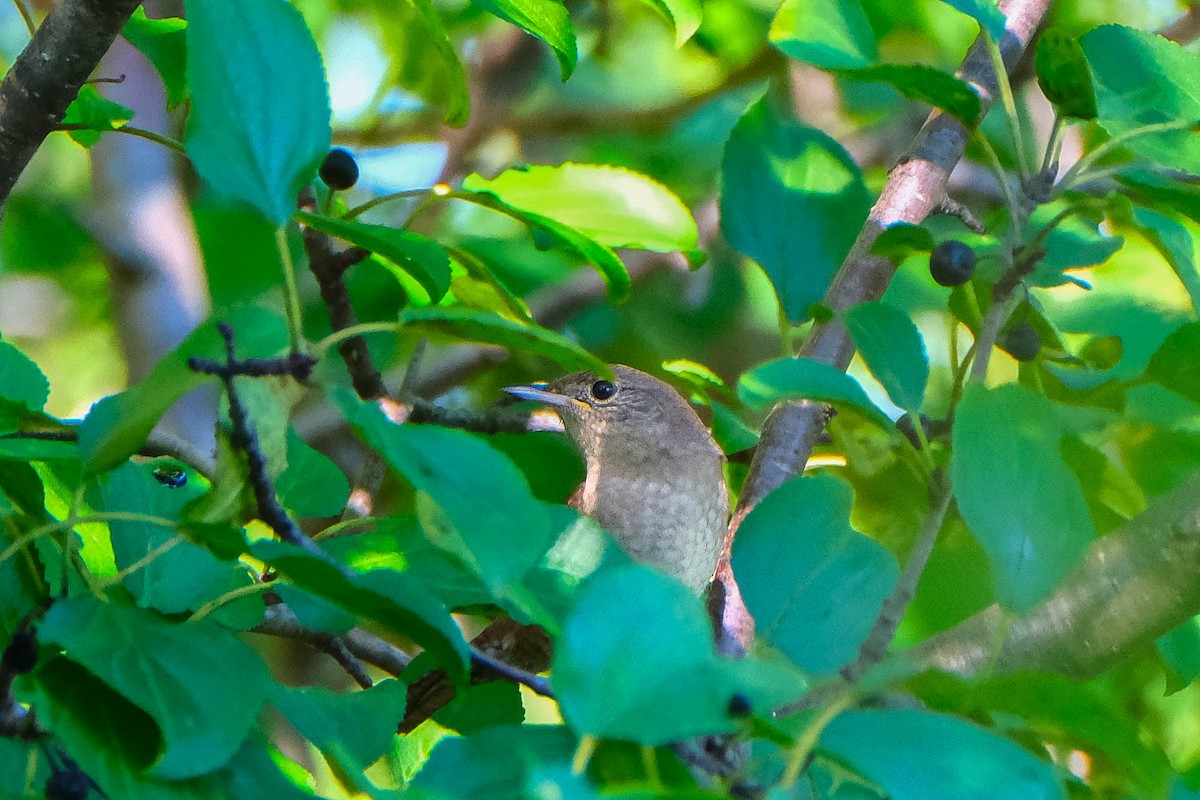 Northern House Wren - ML642867764