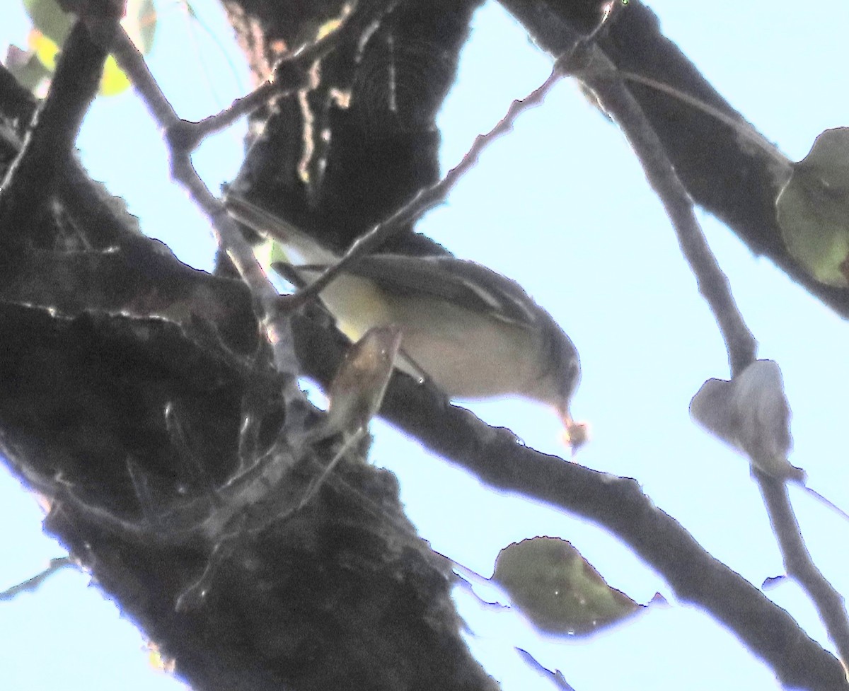 Blue-headed Vireo - ML642867767