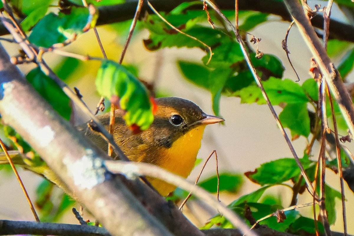 Common Yellowthroat - ML642867768