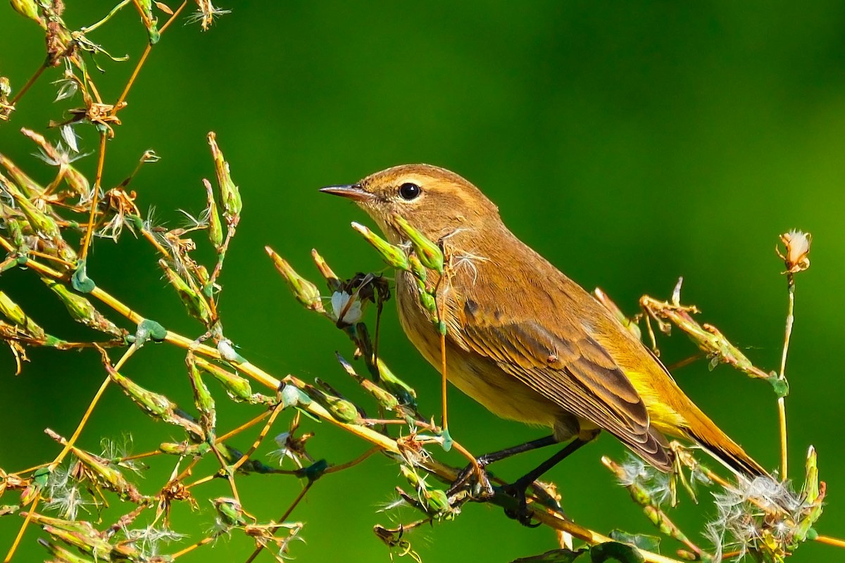 Palm Warbler - ML642867769