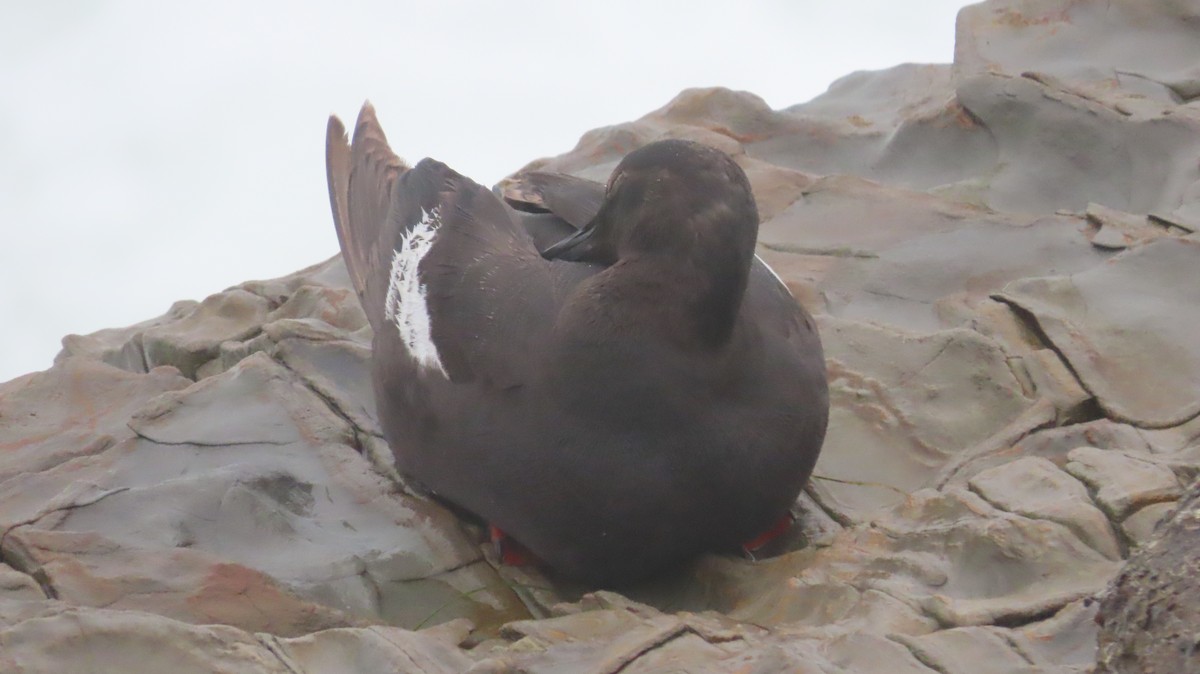 Pigeon Guillemot - ML642867778