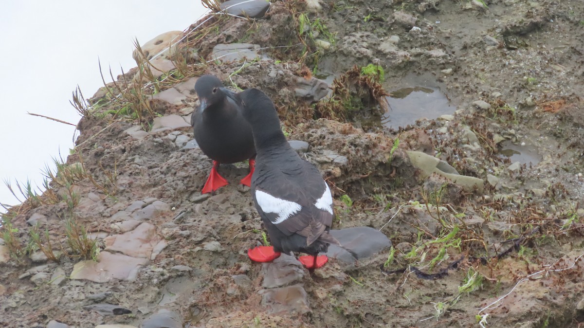 Pigeon Guillemot - ML642867780