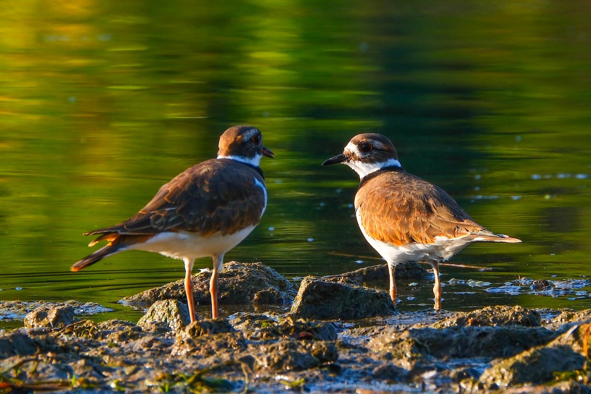 Killdeer - ML642867783