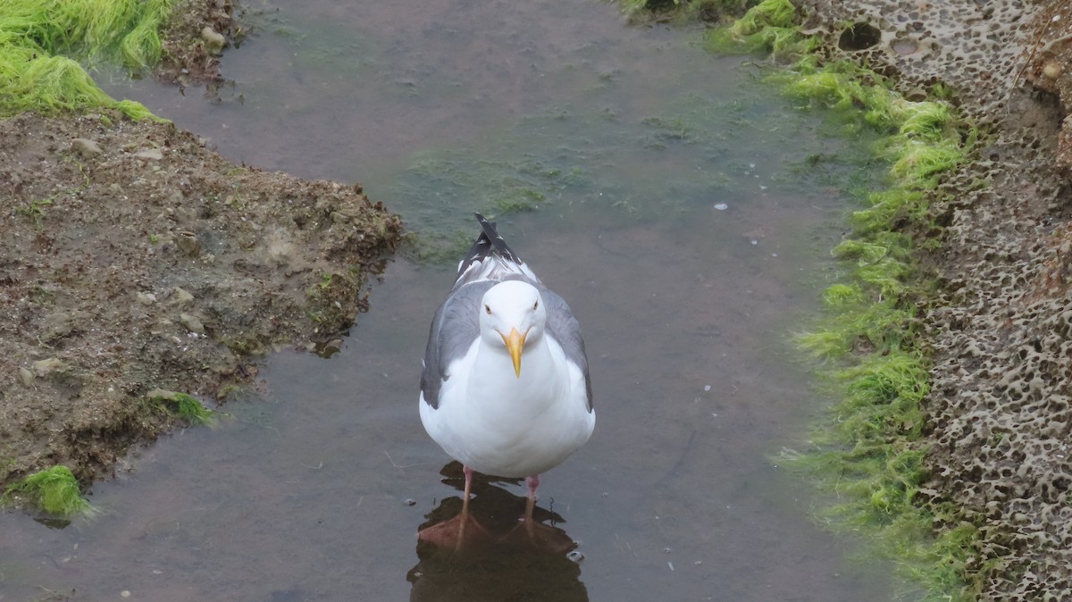 Western Gull - ML642867785