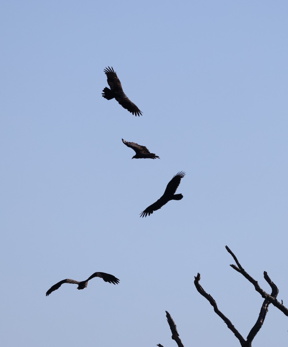 Turkey Vulture - ML642867793
