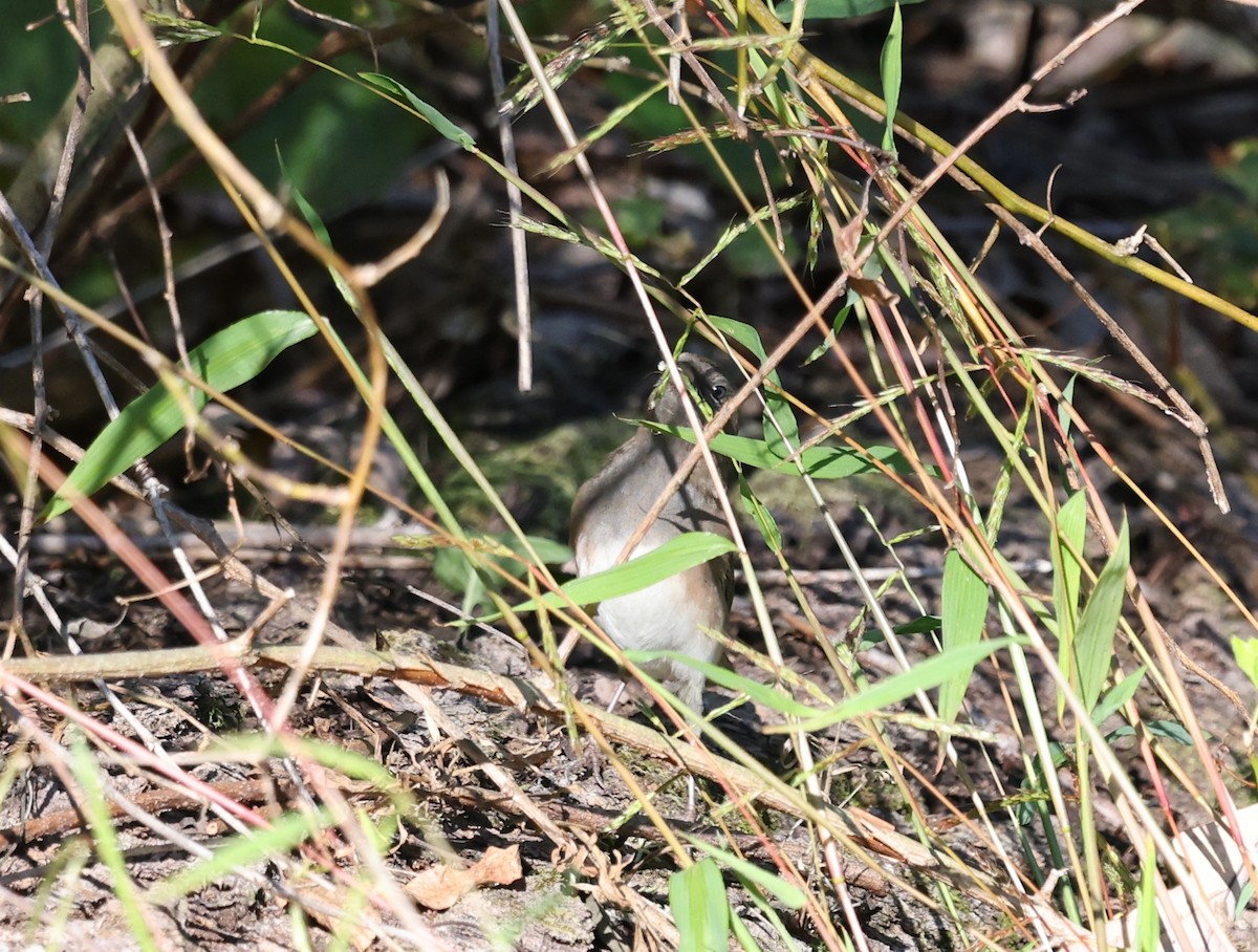 Dark-eyed Junco - ML642867800