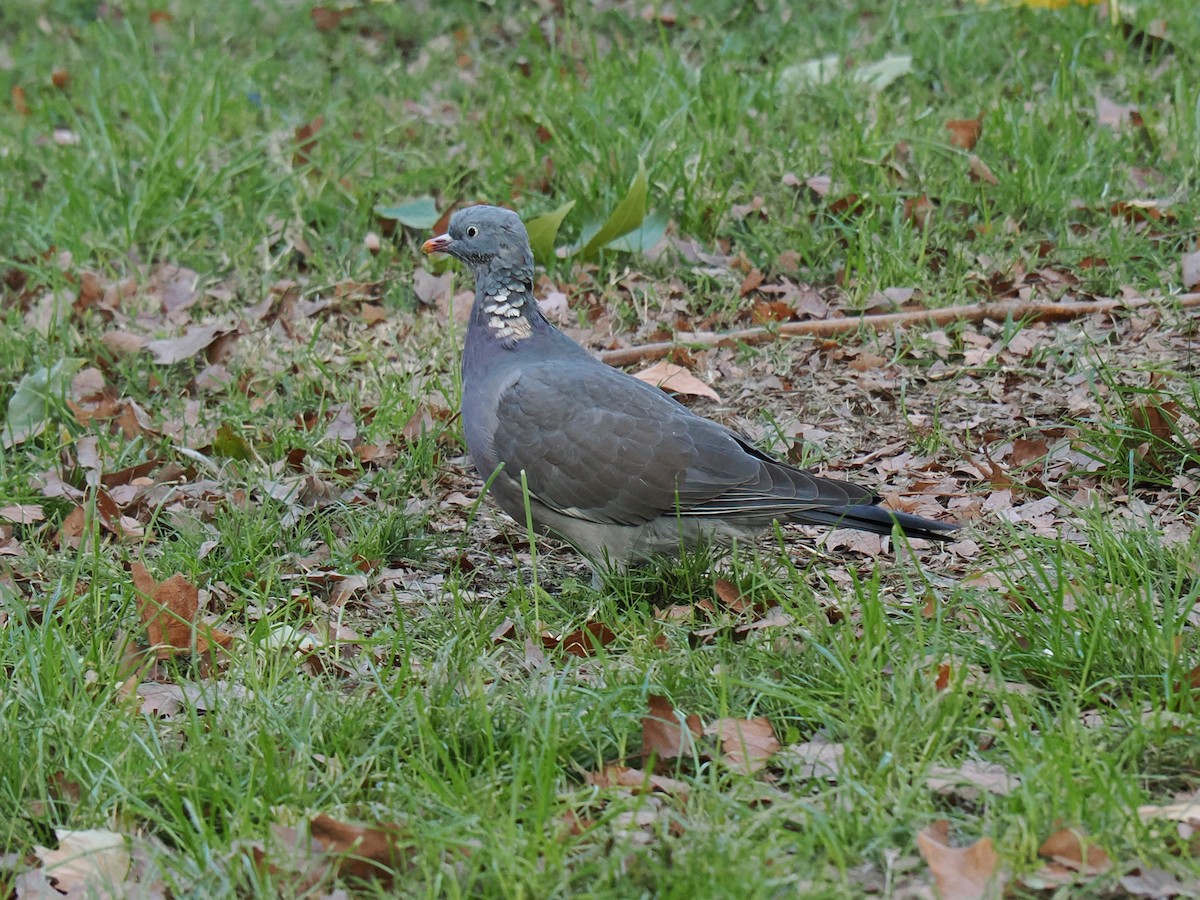 Common Wood-Pigeon - ML642867806