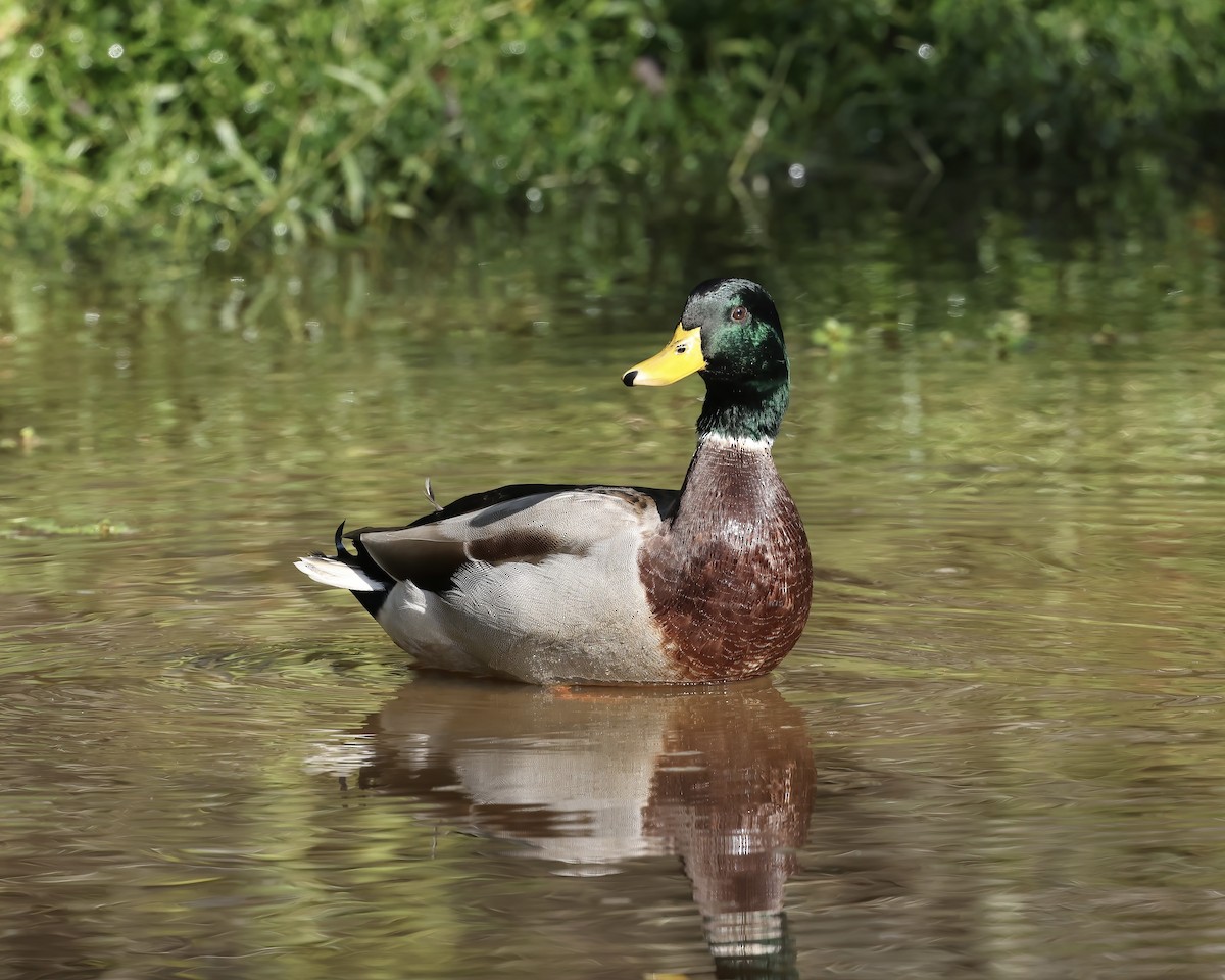 Mallard - ML642867810