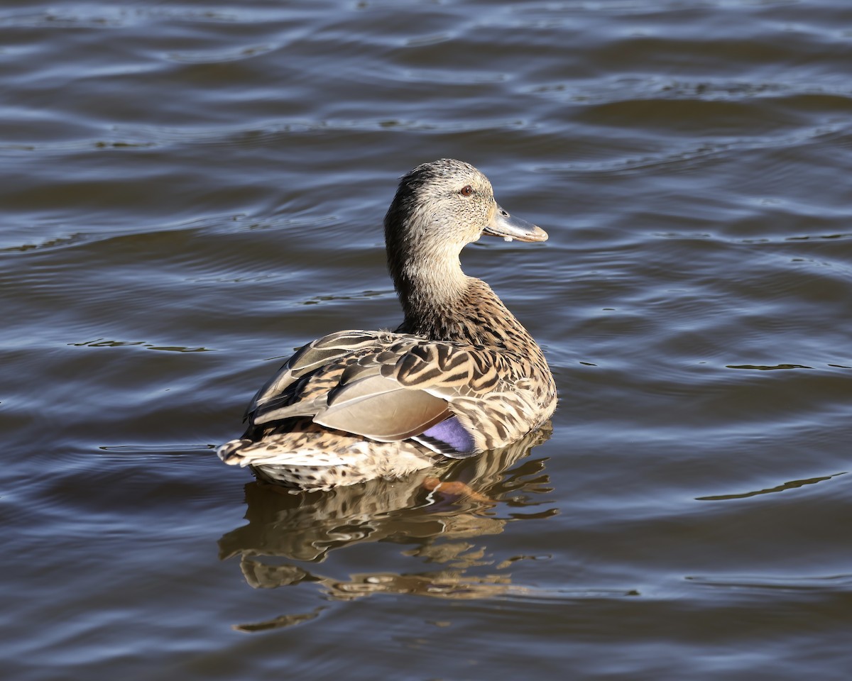 Mallard - ML642867811