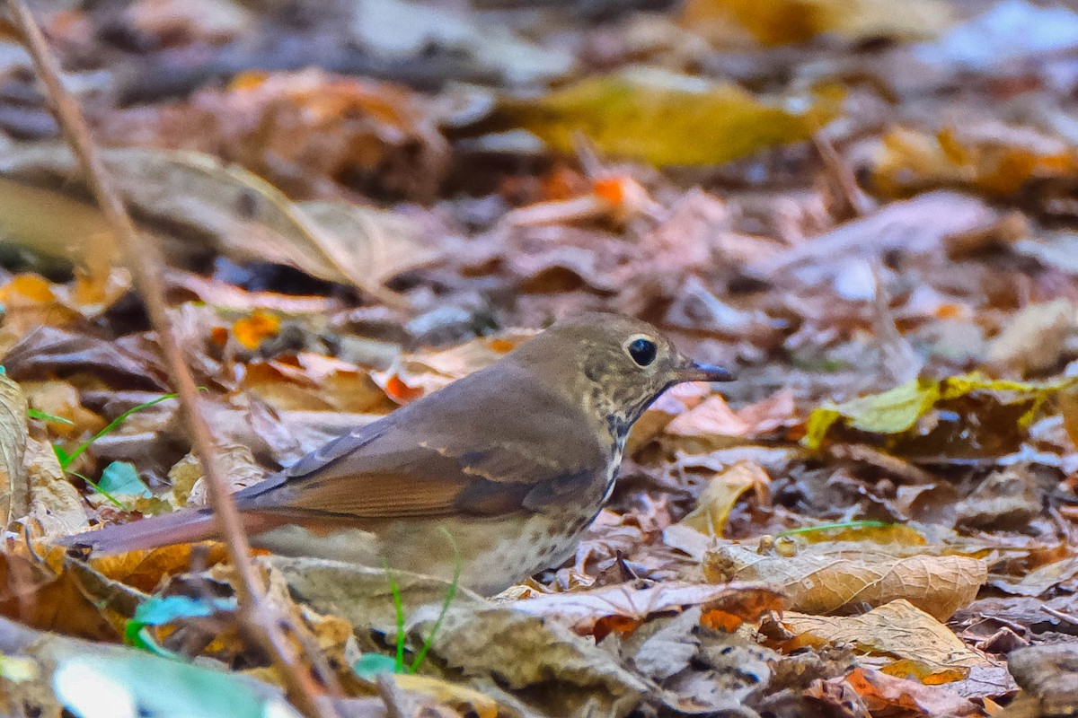 Hermit Thrush - ML642867817