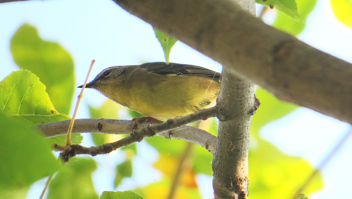 Blaurücken-Waldsänger - ML642867819