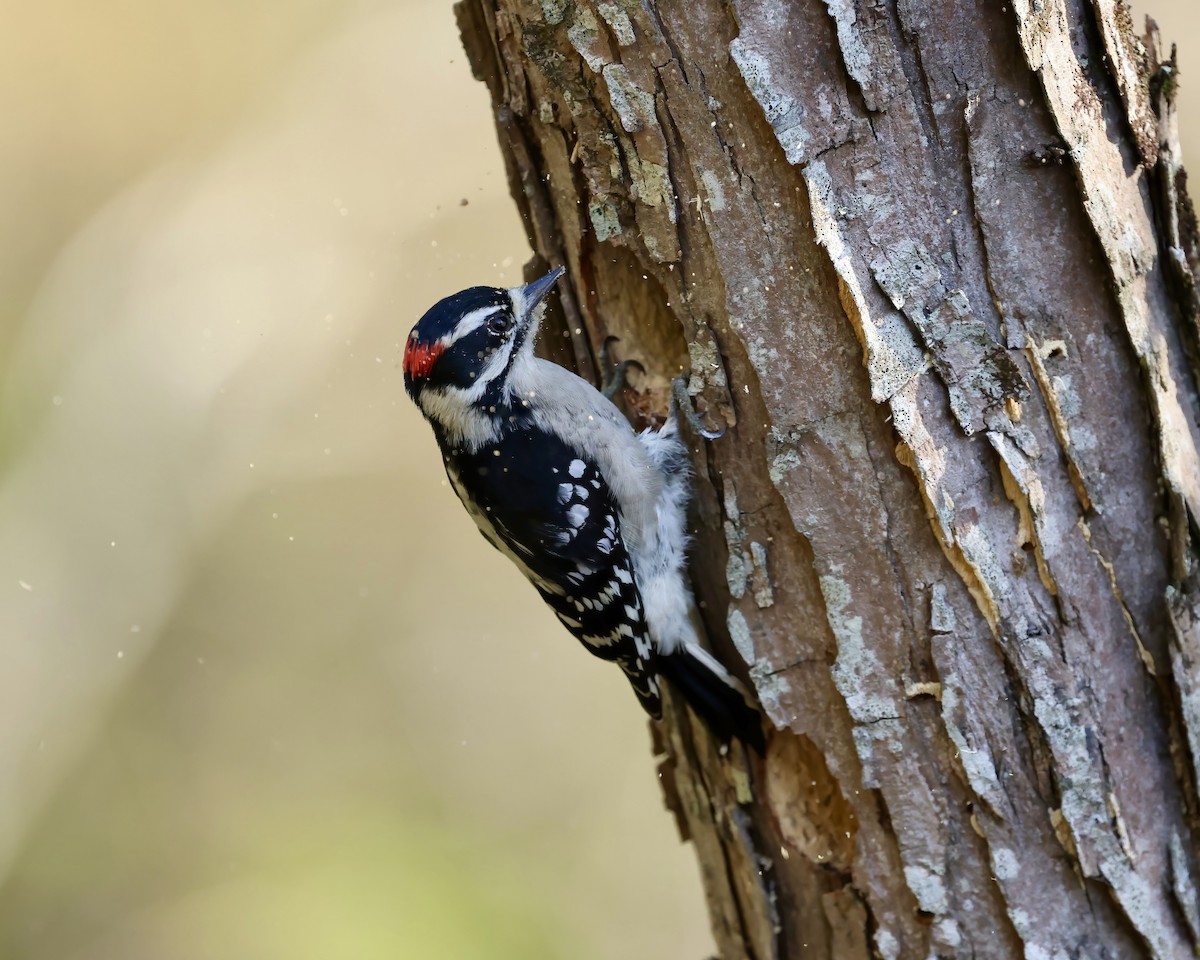 Downy Woodpecker - ML642867822