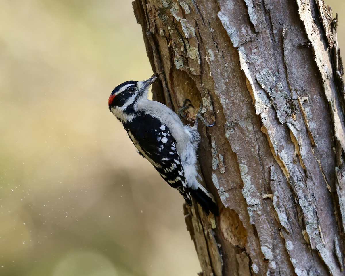Downy Woodpecker - ML642867823