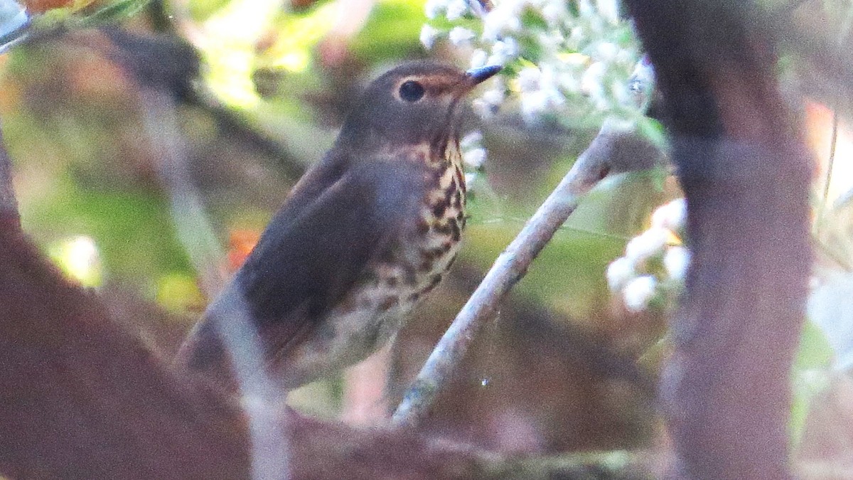 Swainson's Thrush (Olive-backed) - ML642867825