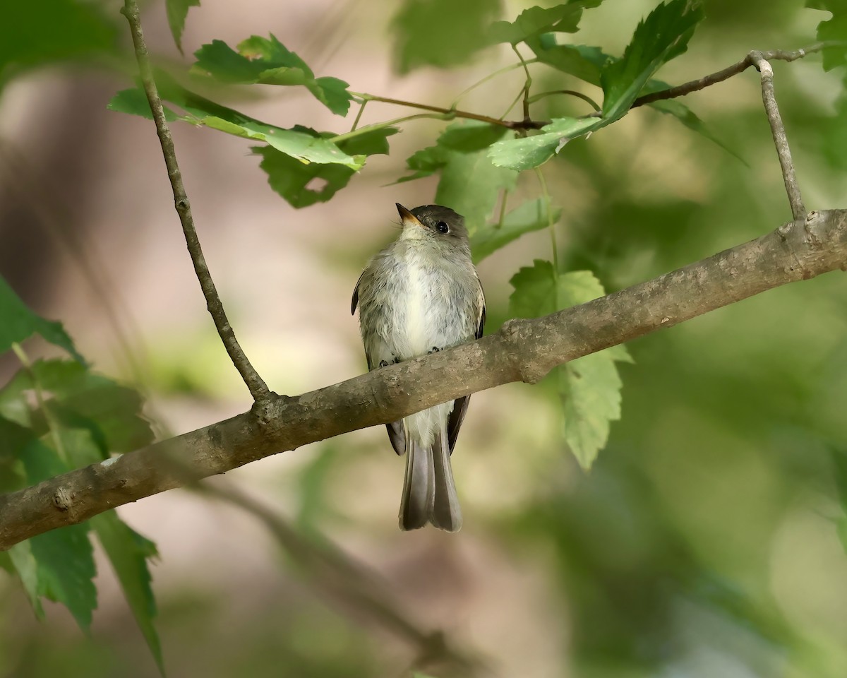 Eastern Wood-Pewee - ML642867830