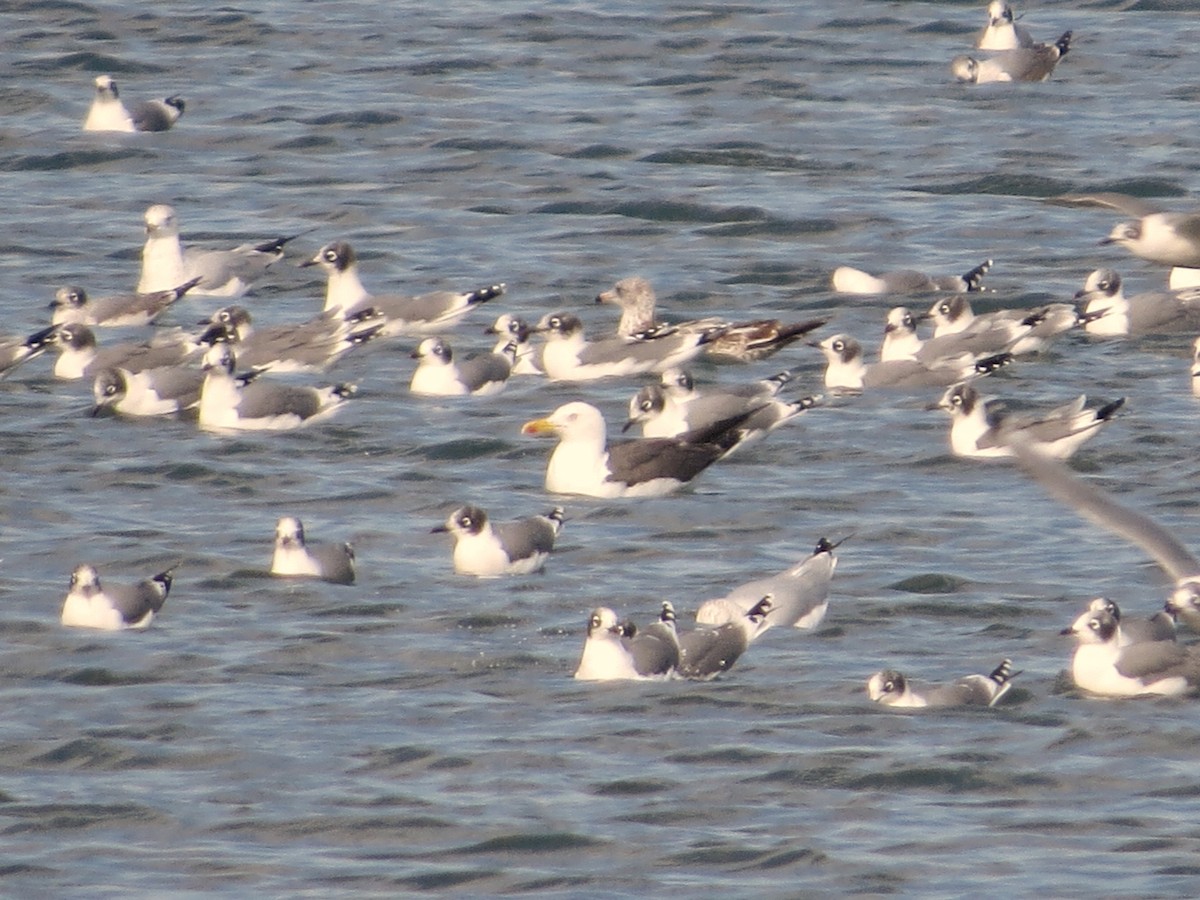 Lesser Black-backed Gull - ML642867839