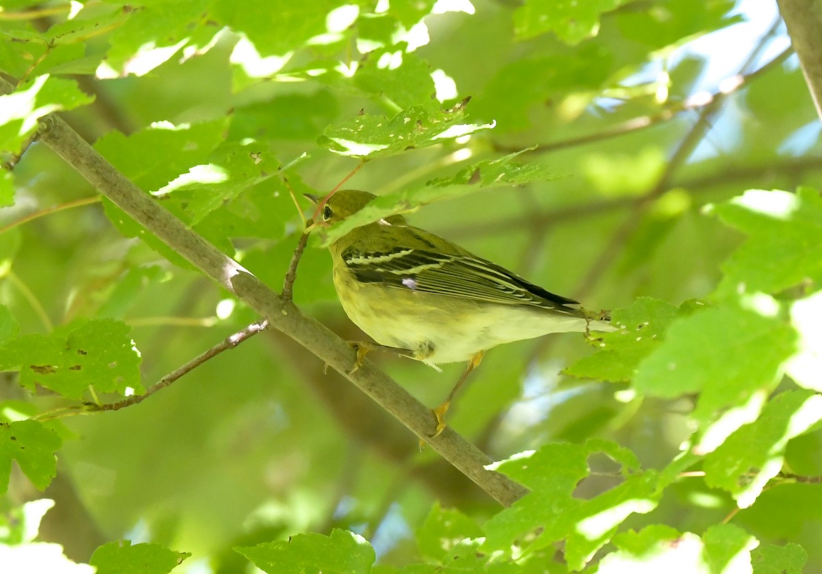 Blackpoll Warbler - ML642867843