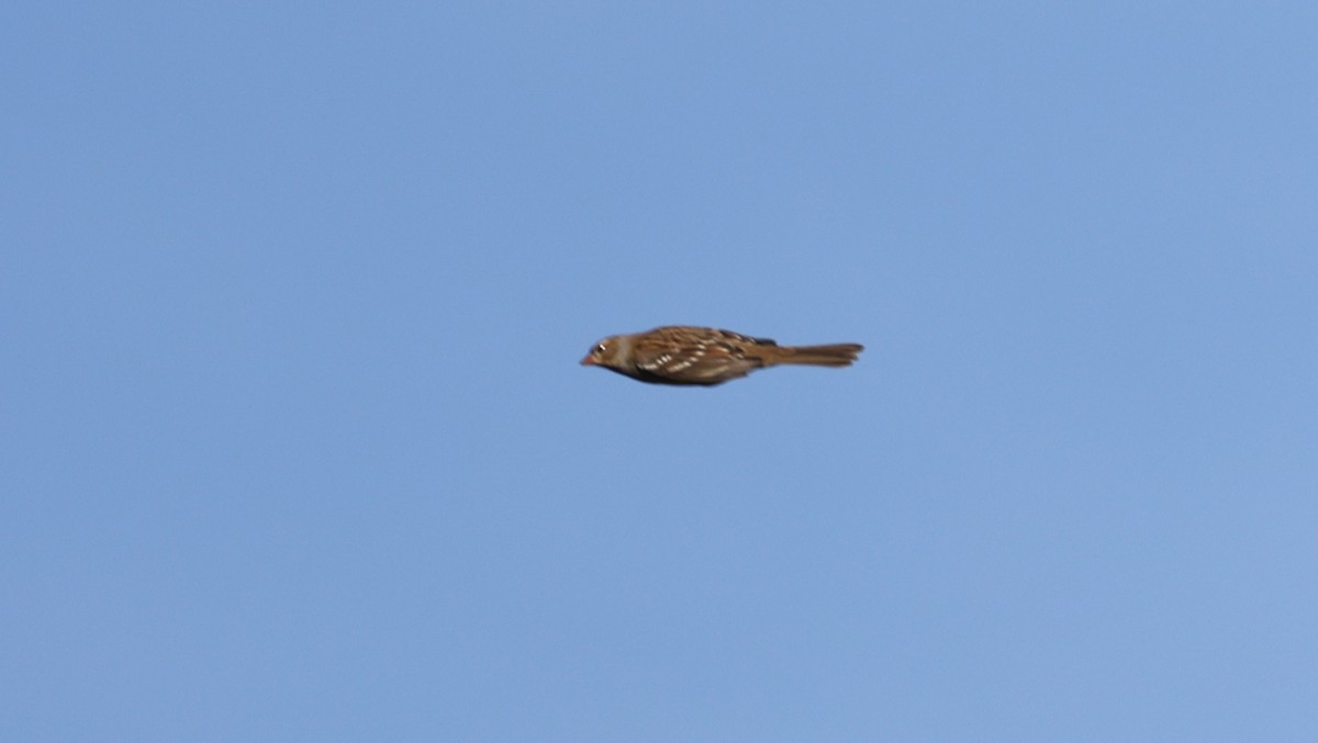 White-crowned Sparrow - ML642867849