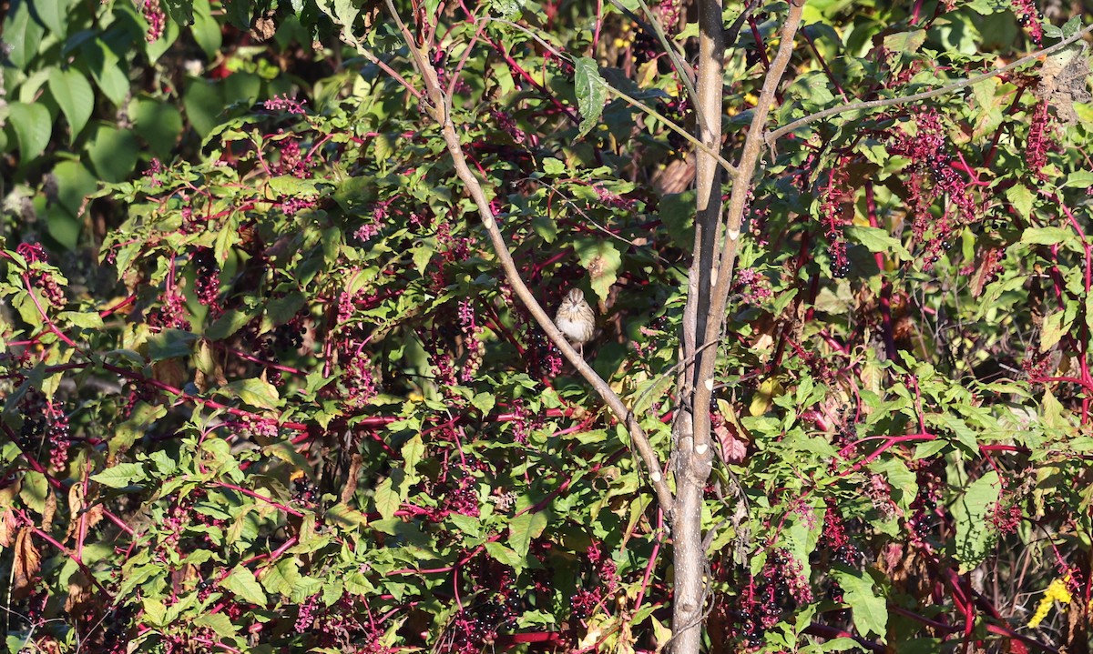 Lincoln's Sparrow - ML642867862