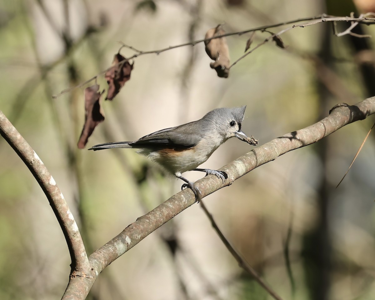 Tufted Titmouse - ML642867864