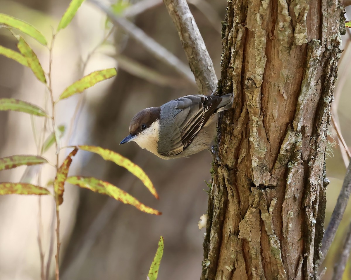 Brown-headed Nuthatch - ML642867869