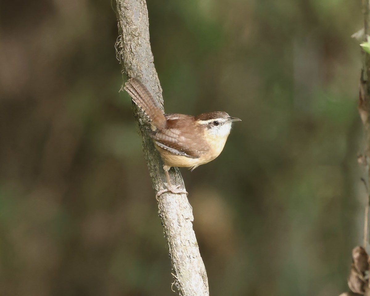Carolina Wren - ML642867872