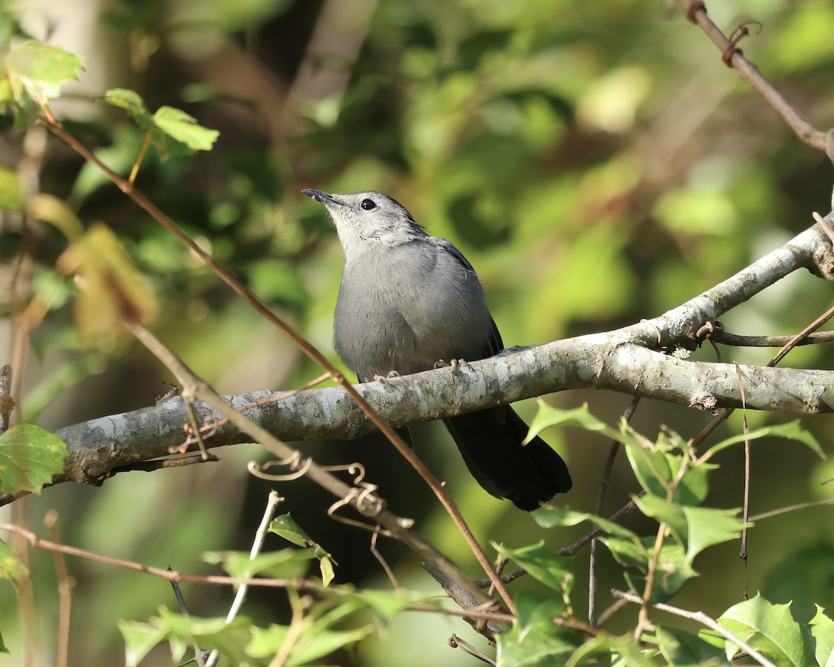 Gray Catbird - ML642867878