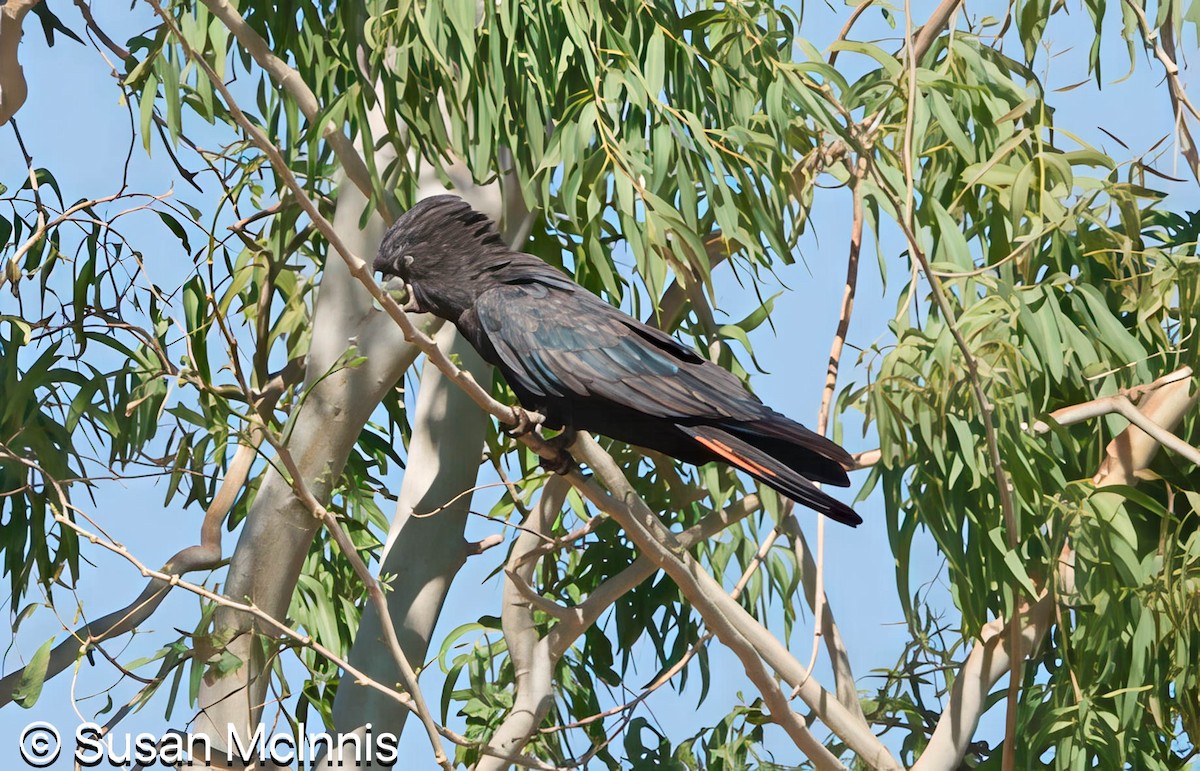 Red-tailed Black-Cockatoo - ML642867880