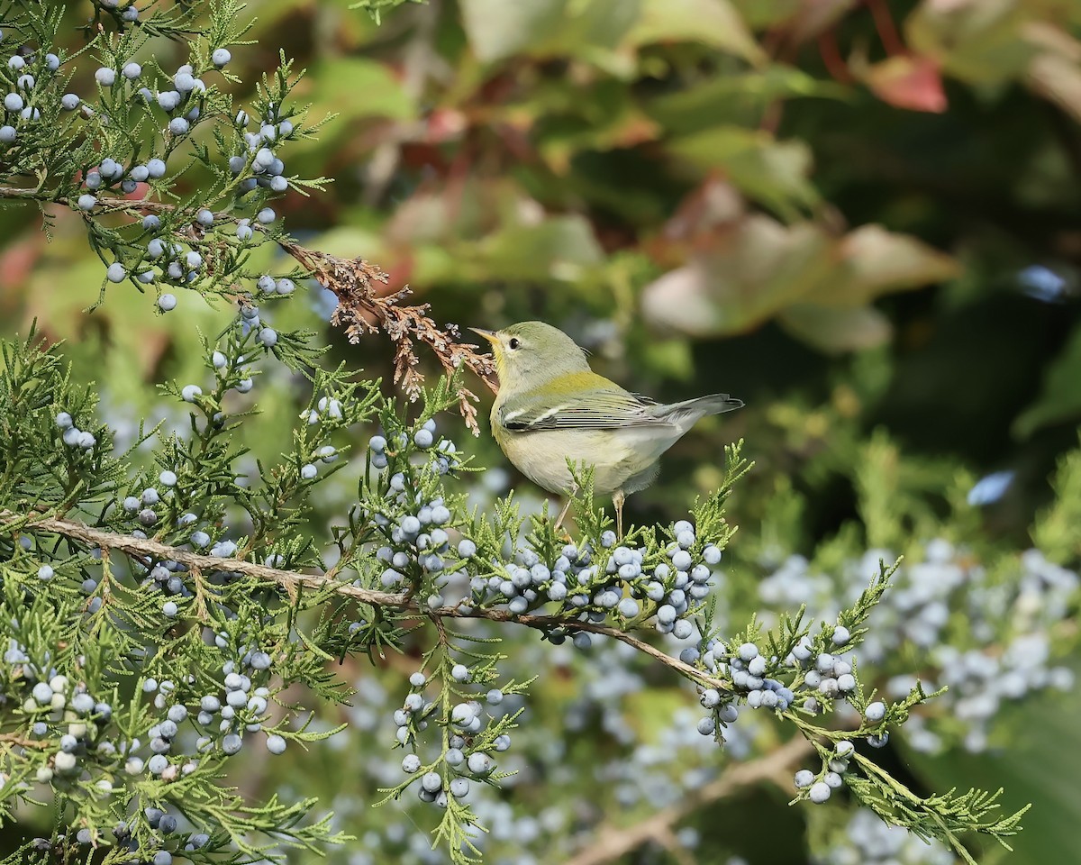 Northern Parula - ML642867884