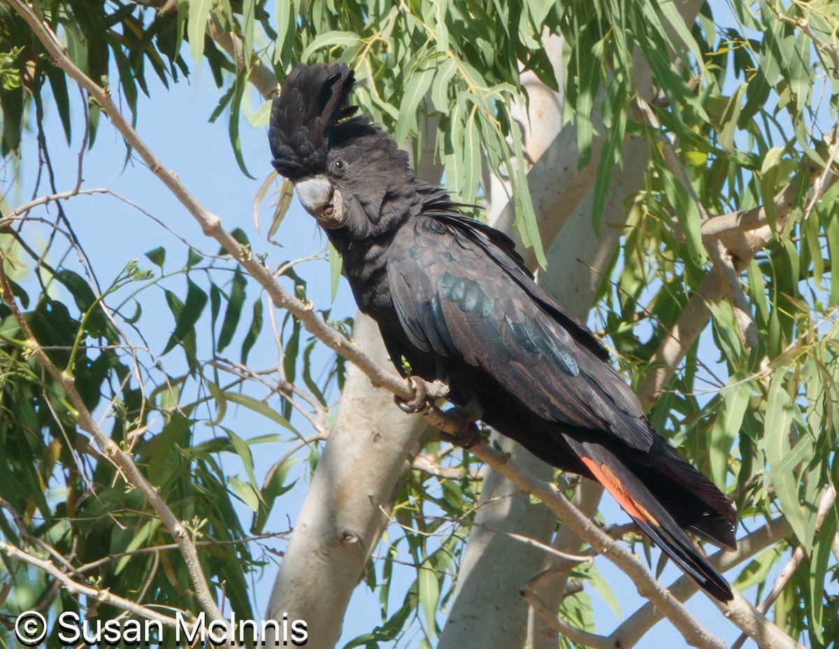 Red-tailed Black-Cockatoo - ML642867885