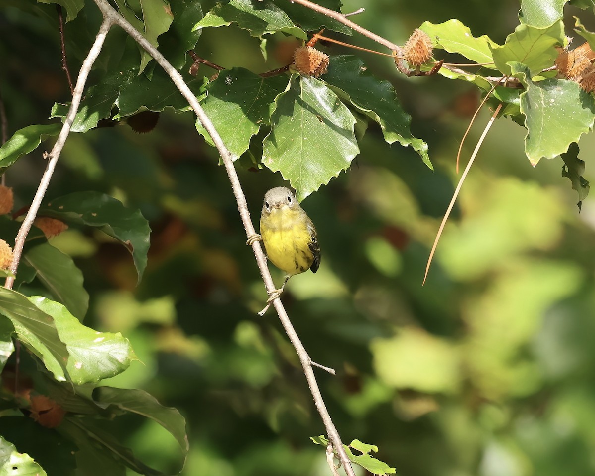 Magnolia Warbler - ML642867893
